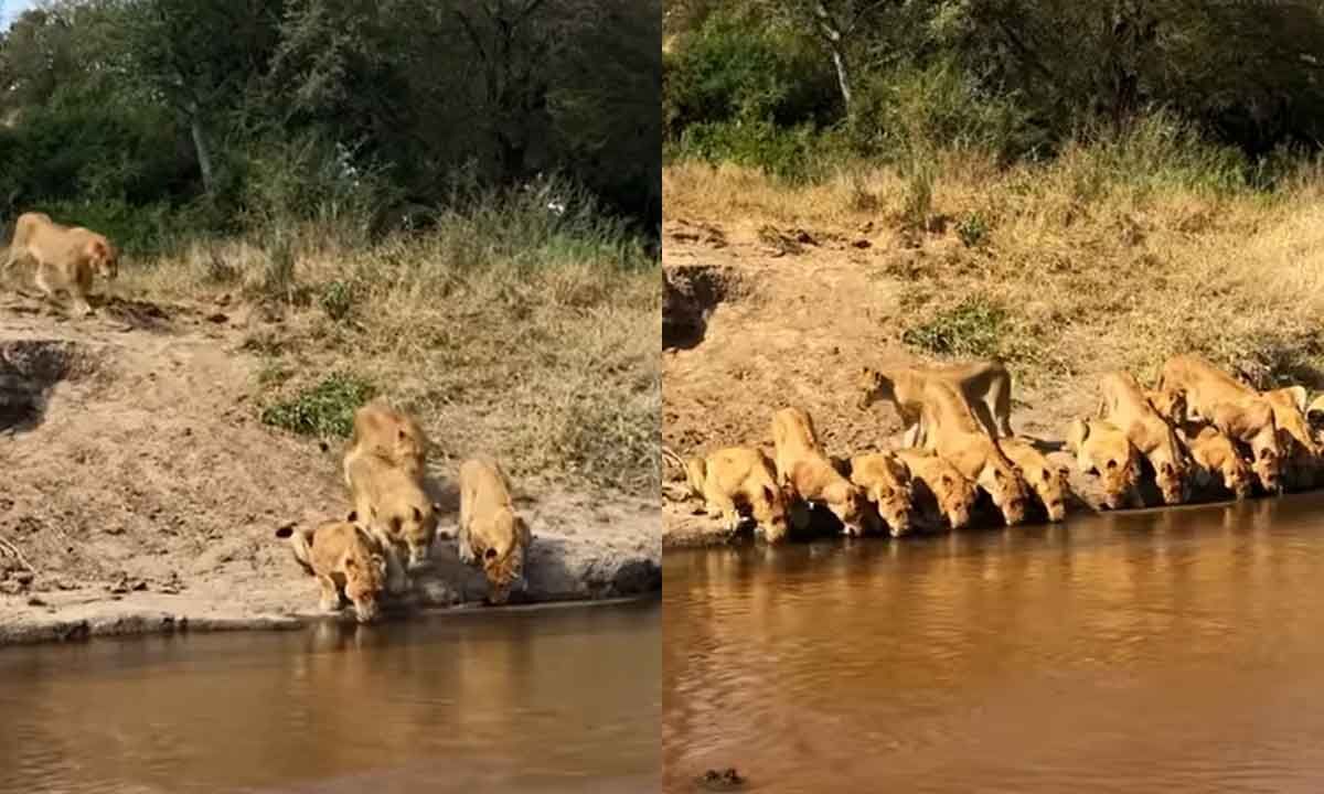 Rare Sight': Viral Video Shows 20 Lions Drinking Water In A