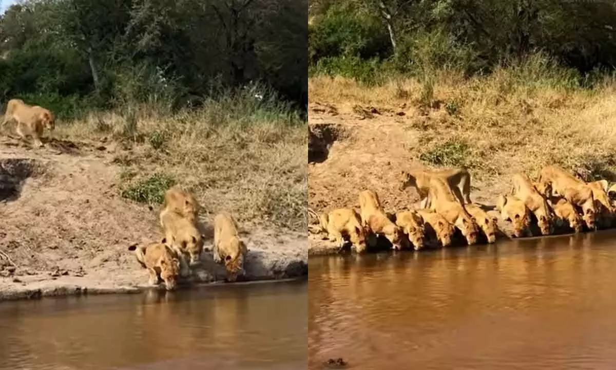 Watch The Viral Video Of  20 Lions Converge On River Bank For A Drink