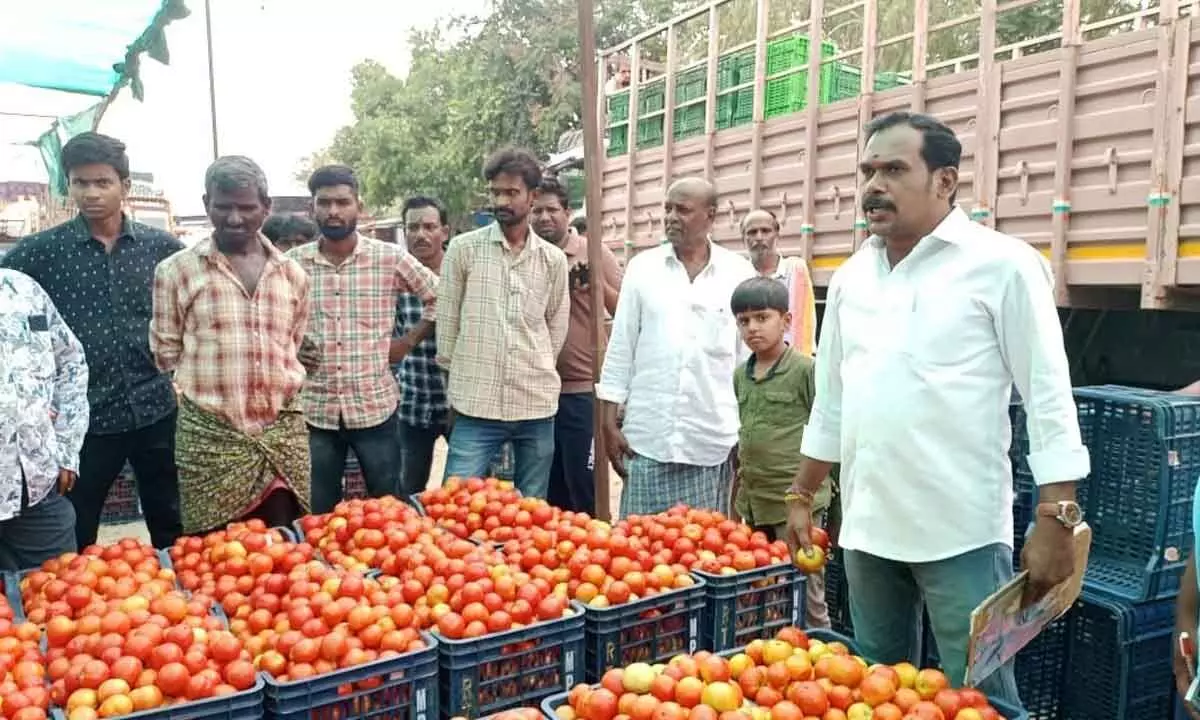 Tomato price touches 140 a kg in Madanapalle market