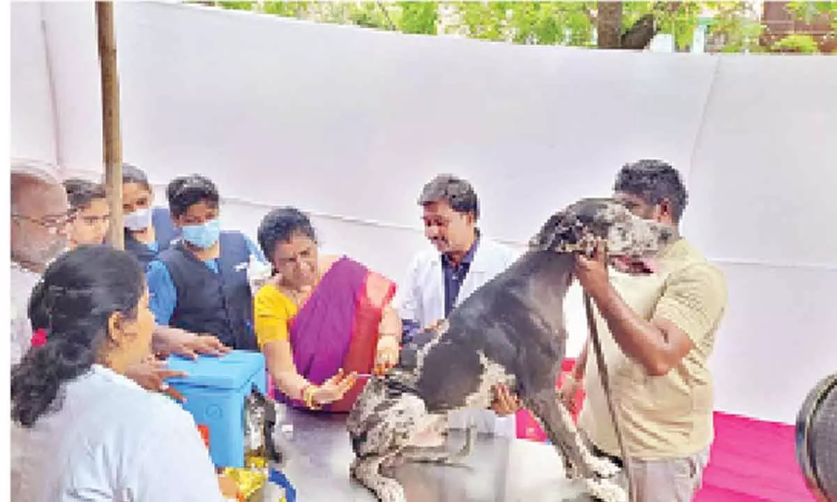 Ongole: Vaccinate pets to help them stave off rabies, owners told