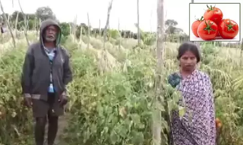Tomatoes worth Rs 3 lakh stolen from farm in Karnatakas Hassan