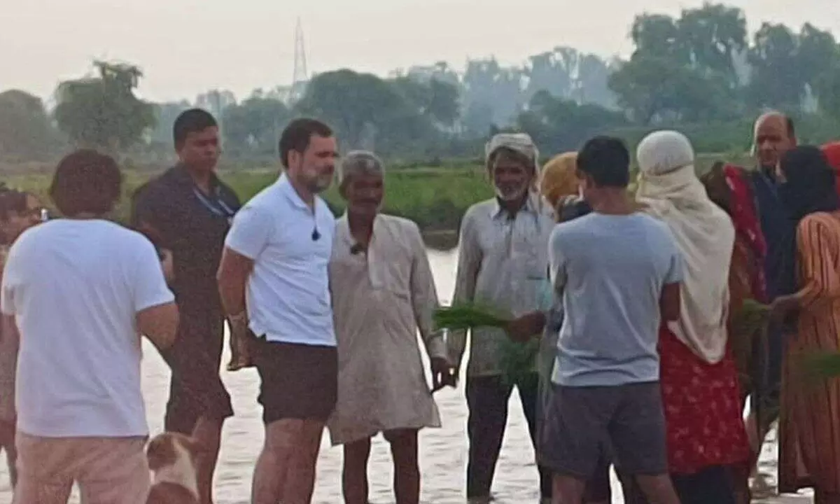 Rahul interacts with farmers in Sonipat, plants paddy