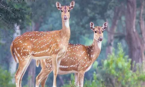 Representational Image