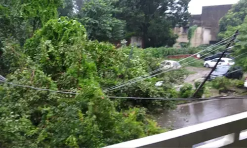 Chandigarh sees highest rainfall in 23 years, trees uprooted & underpasses submerged