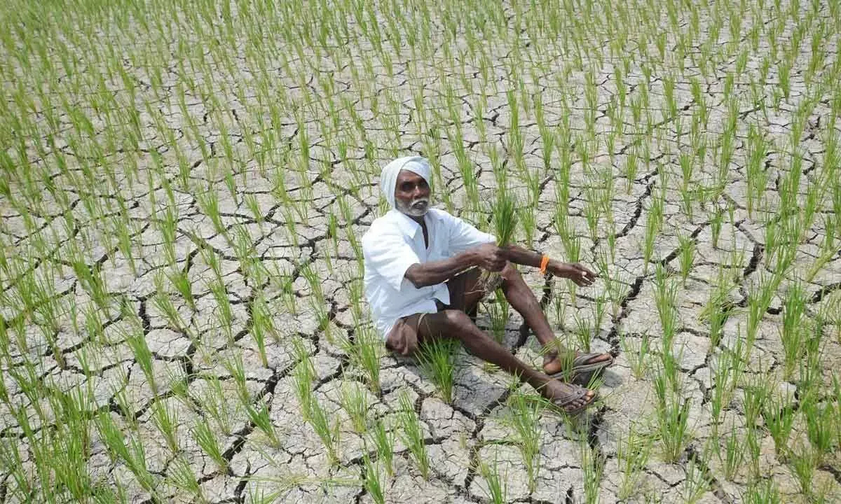 Rainfall deficit hits sowing ops in Telangana