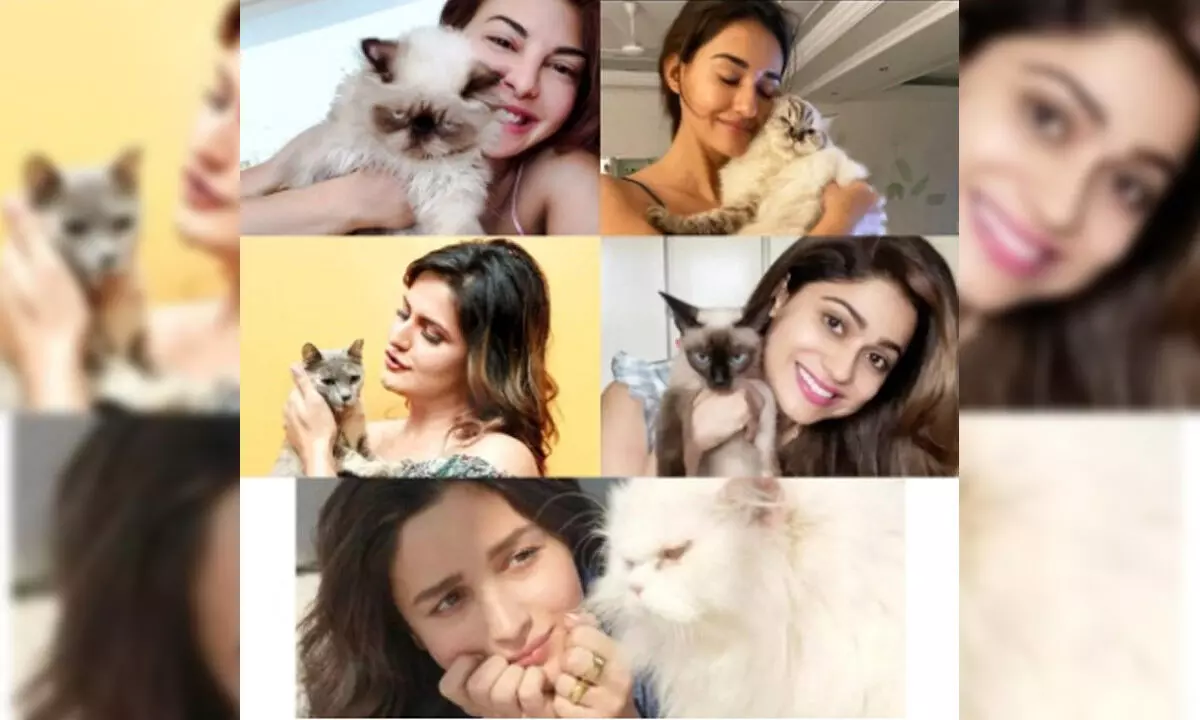Catwomen: Alia isnt the only Bollywood celeb in love with furry felines