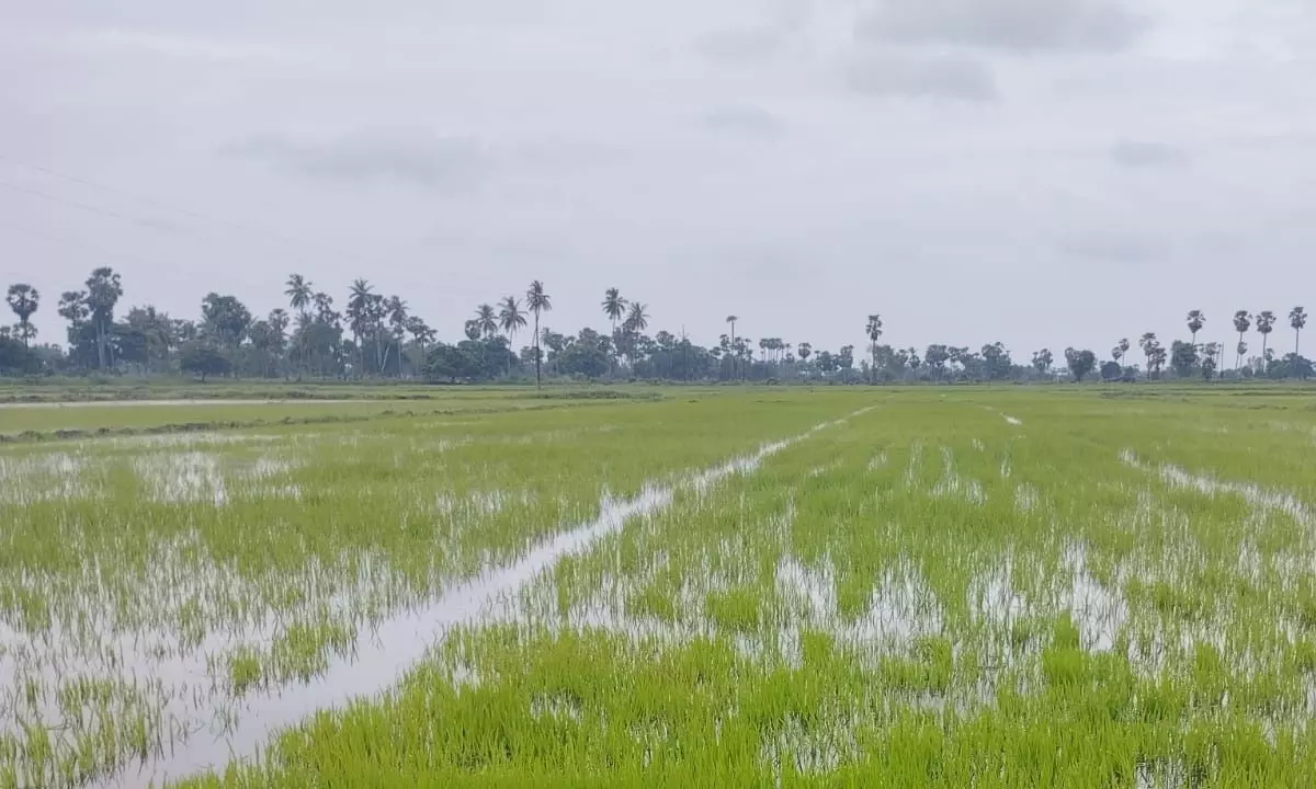 Paddy at sowing stage at Vadlamannadu village of Gudlavalleru mandal in Krishna district