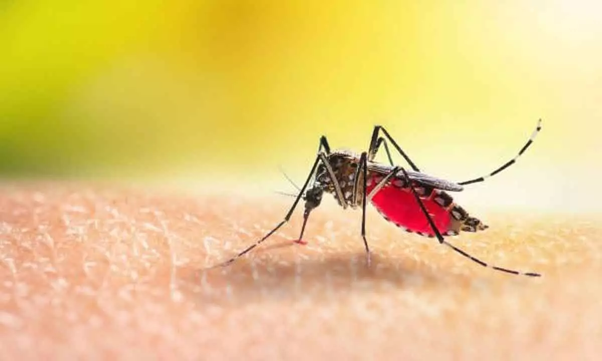Vijayawada: Climate change causes sudden spike in mosquito population