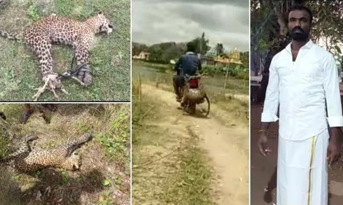 Brave Youth Captures Leopard with bare hands