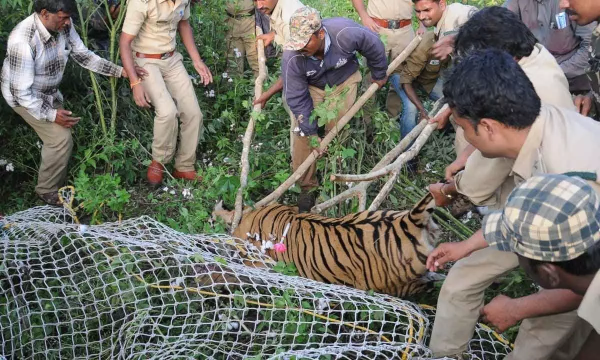 Human-wildlife conflict: HC directs K’taka govt to take appropriate steps