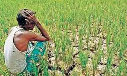 Kharif Season: Farmers face hardships as rains play truant
