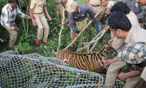 Human-wildlife conflict: HC directs K’taka govt to take appropriate steps