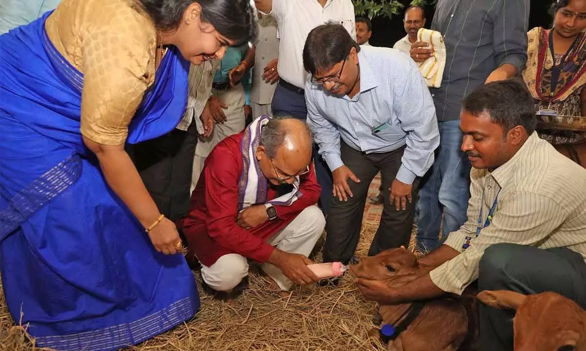 Chief Secretary Dr K S Jawahar Reddy feeding a calf during his visit to TTD Gosala in Tirumala on Saturday