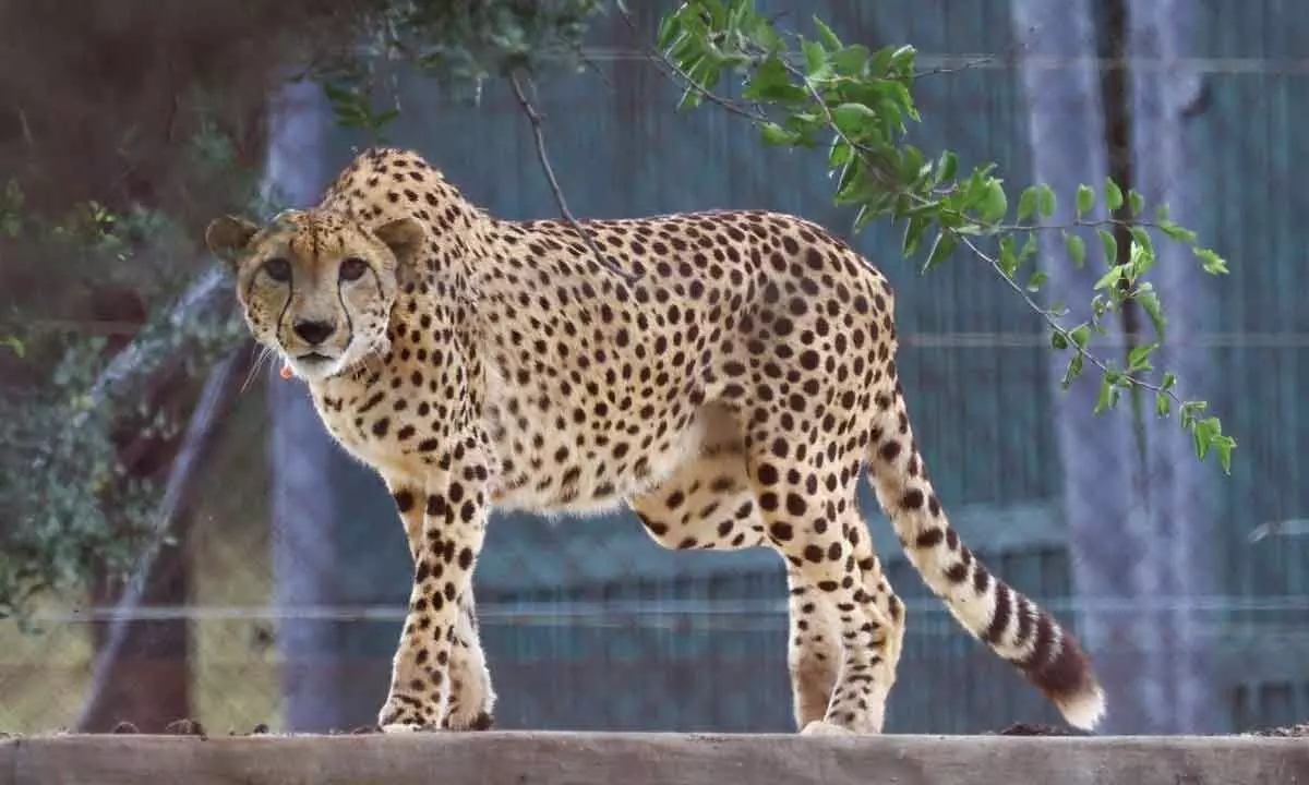 Despite deaths, govt says cheetahs to remain in MP
