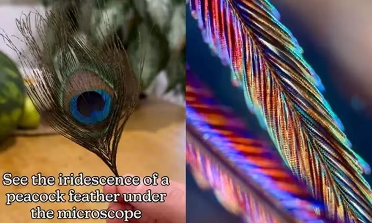 Watch The Viral Video Revealing Astonishing Microscopic View of Peacock Feather