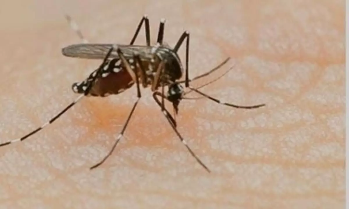 Bangladesh sees surge in dengue cases in July, over 11,000 hospitalised