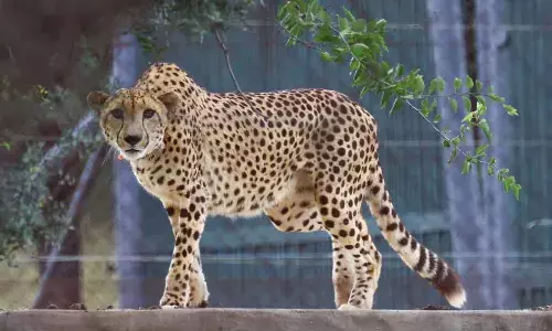 Despite deaths, govt says cheetahs to remain in MP