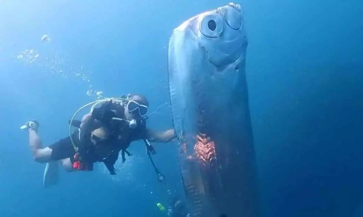 Watch The Viral Video Of Massive Oarfish With Mysterious Openings Spotted Near Taiwan