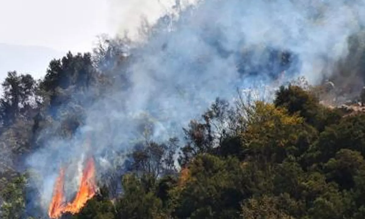 Massive forest wildfires sweep Syria