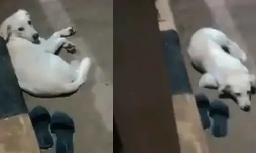 Dog waits near owners footwear after she jumps into Godavari in Andhra district