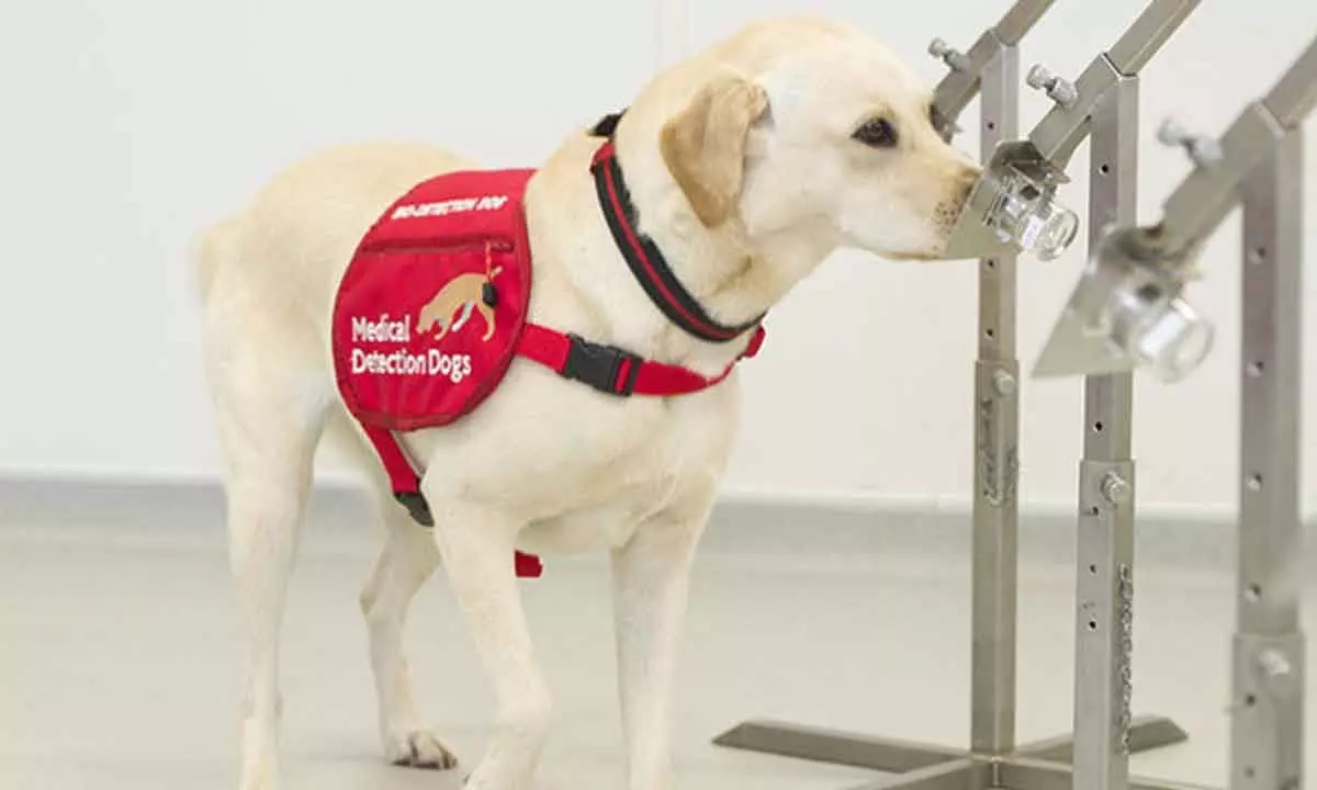 ‘Doctor dogs’ for cheaper Covid tests