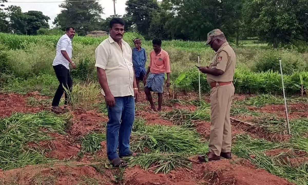 Thieves stolen Ginger Crop Worth Rs 5 Lakh in Sannenahalli