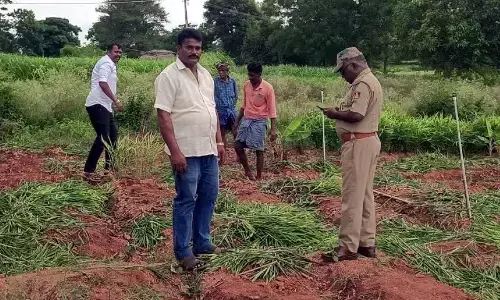 Thieves stolen Ginger Crop Worth Rs 5 Lakh in Sannenahalli