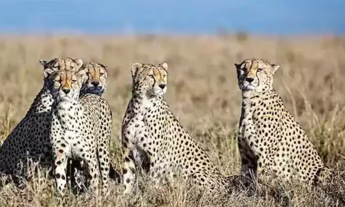 Why are we killing African Cheetahs like nobodys business ?