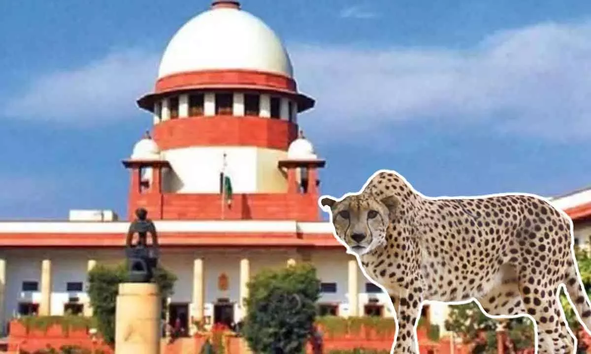 Dont make it prestige issue: Supreme Court calls for a report from Centre over death of cheetahs