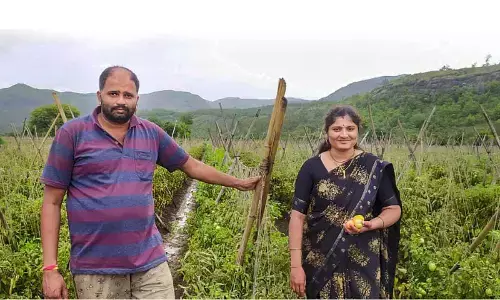 Pune tomato farmer becomes millionaire