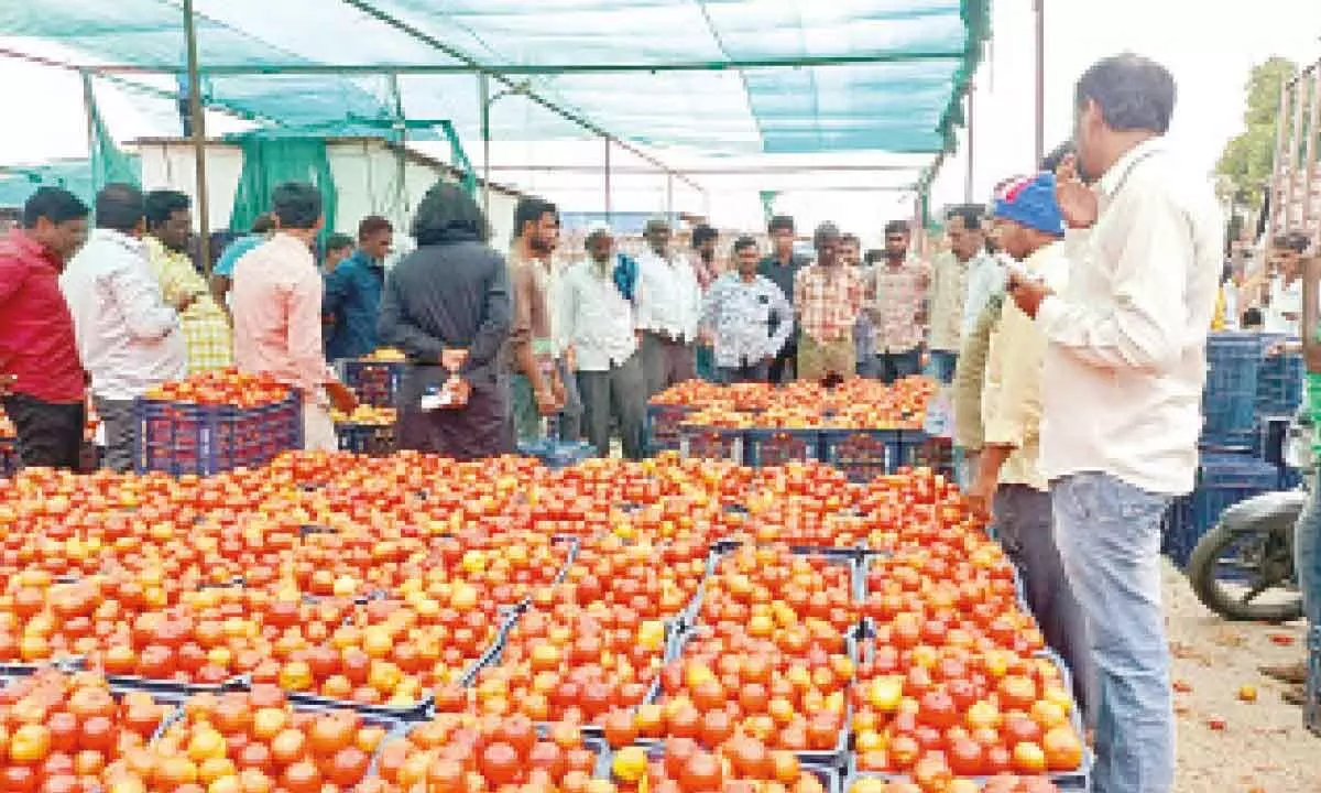 High tomato prices make farmers sleepless