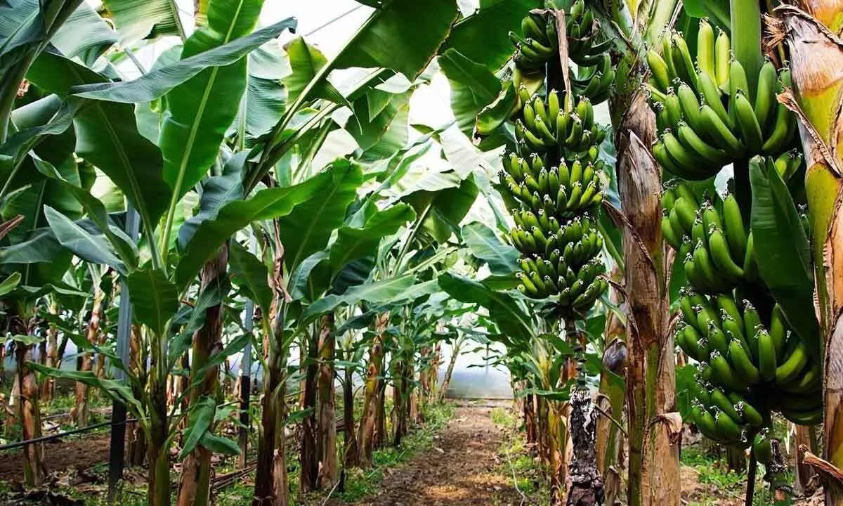 AP leading in banana production with 56.84 lakh tones during 2021-22