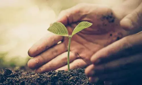 2 lakh saplings to be planted on July 28