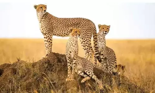 Why cheetahs are dying in India