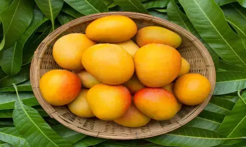 National Mango Day