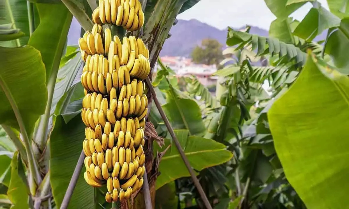 AP stands first in banana production