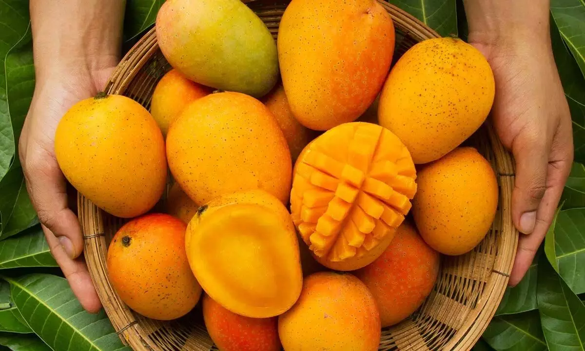 National Mango Day 2023: History, Significance, and Fascinating Facts