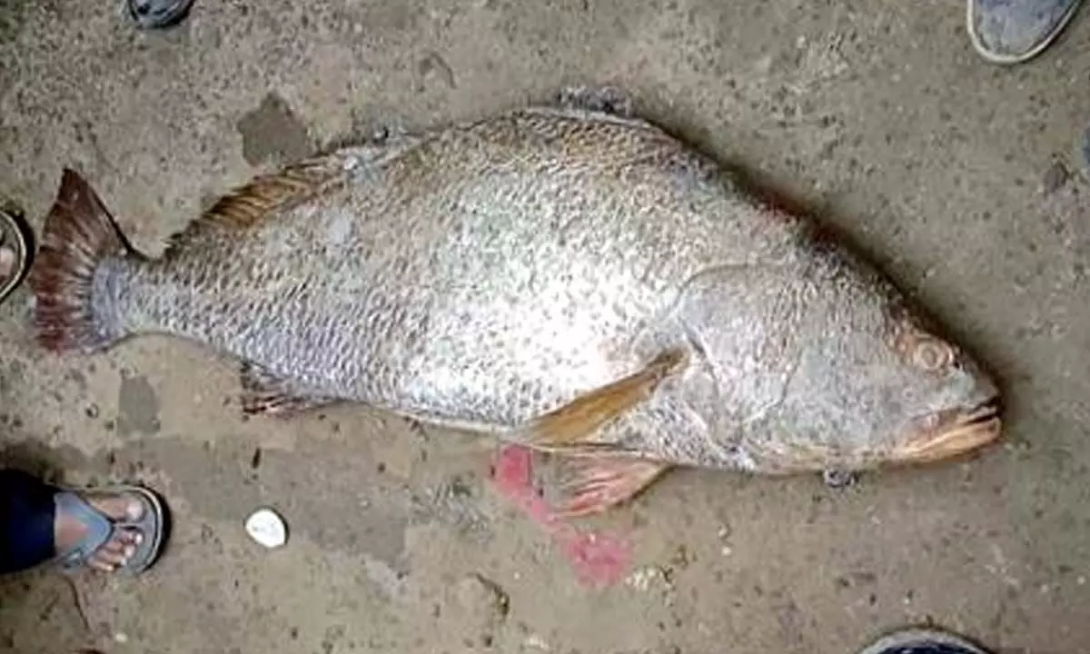 Rare Kachidi fish sold for whopping Rs. 3.10 lakh in Kakinada