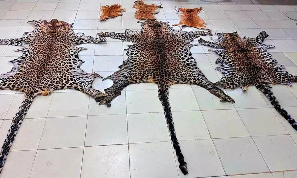 Leopard, deer skins seized in Kalahandi