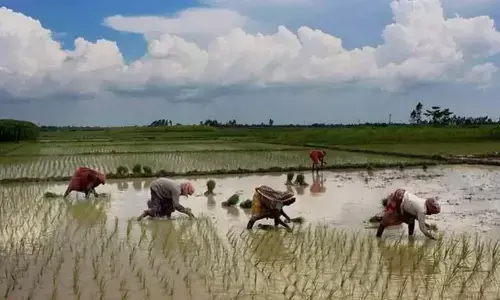 Revival of Monsoons Brings Hope to Coastal Farmers