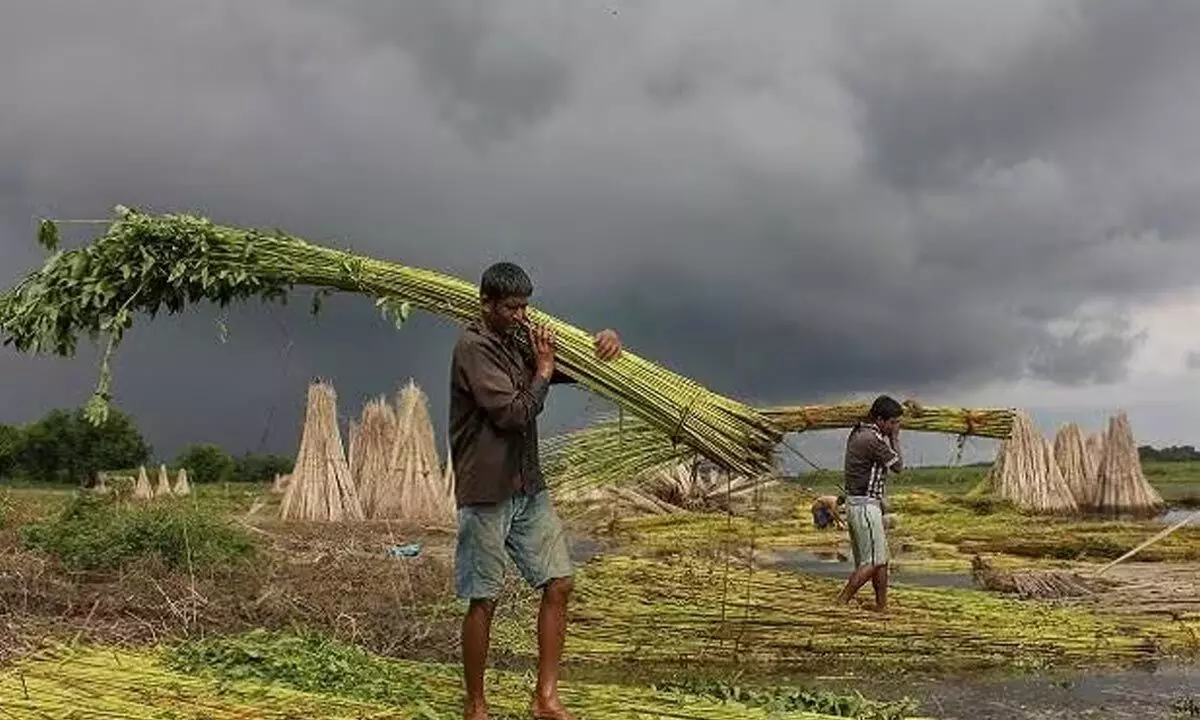Revival of Monsoons Brings Hope to Coastal Farmers