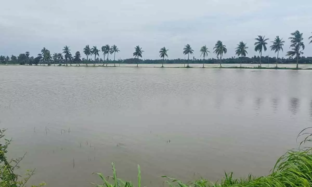 Thosands of acres Paddy crop inundated in Krishna District.