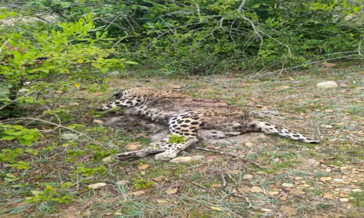 Leopard’s body found in Karlapattu forest area on Tuesday