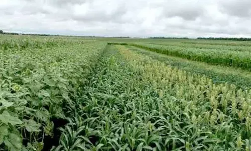 Scanty rainfall may hit kharif