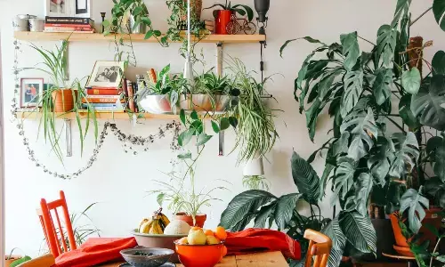 Elevate Your Home’s Ambiance with These 6 Enchanting Decor Plants