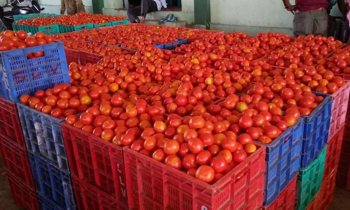 Tomato prices reaches all time high in Annamayya district, turns boon for farmers