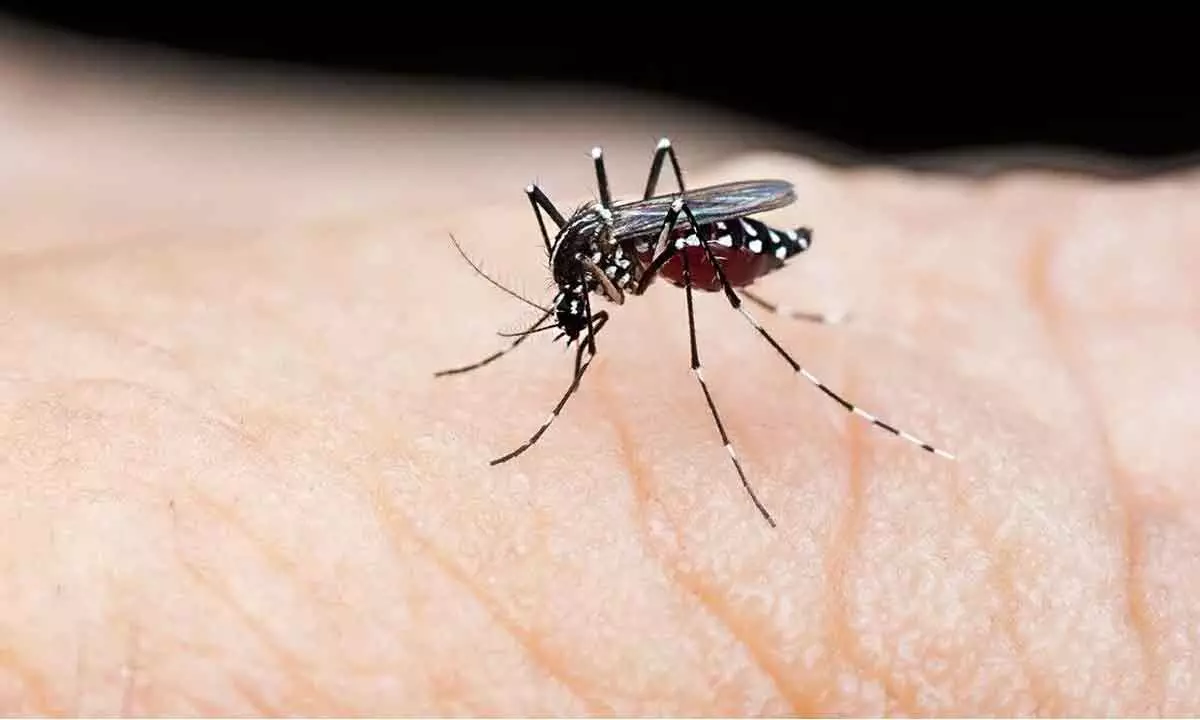 Warming temperatures to spike dengue in US, Europe: WHO scientist