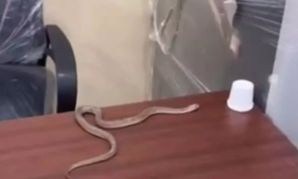 Hyderabad: Man creates snake scare at ward office