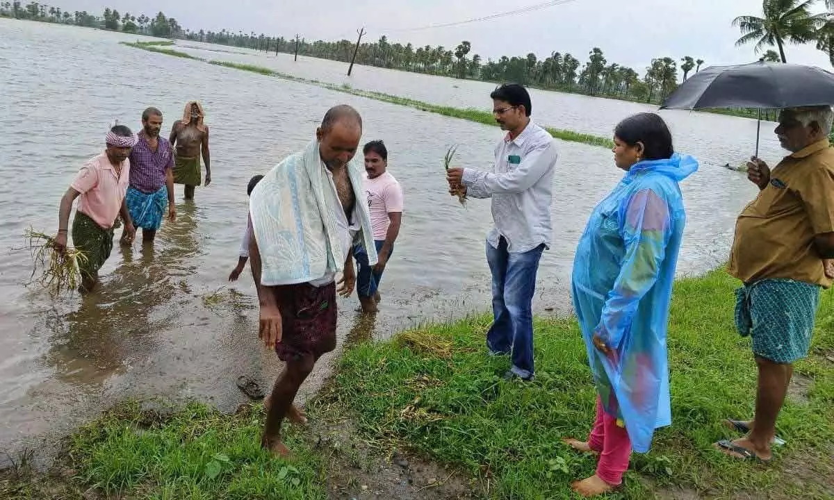 Agricultural officer observing crop damage in Gudlavalleru mandal in Krishna district