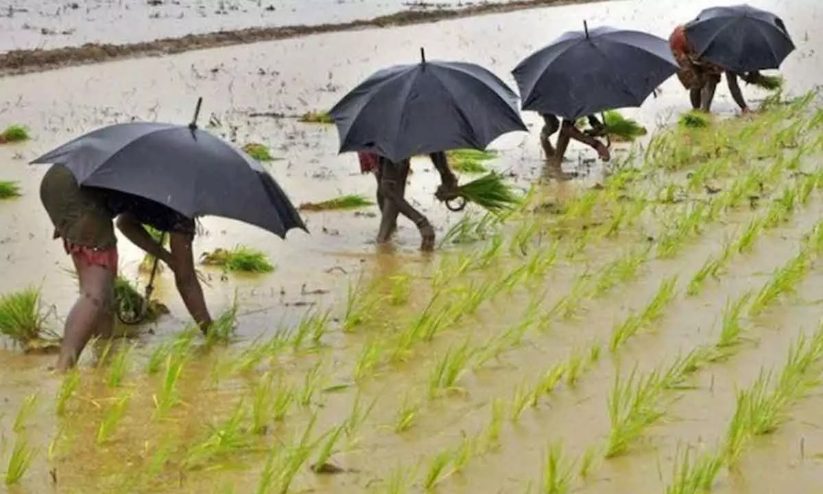 Monsoon in active mode, farmers in jubilant mood